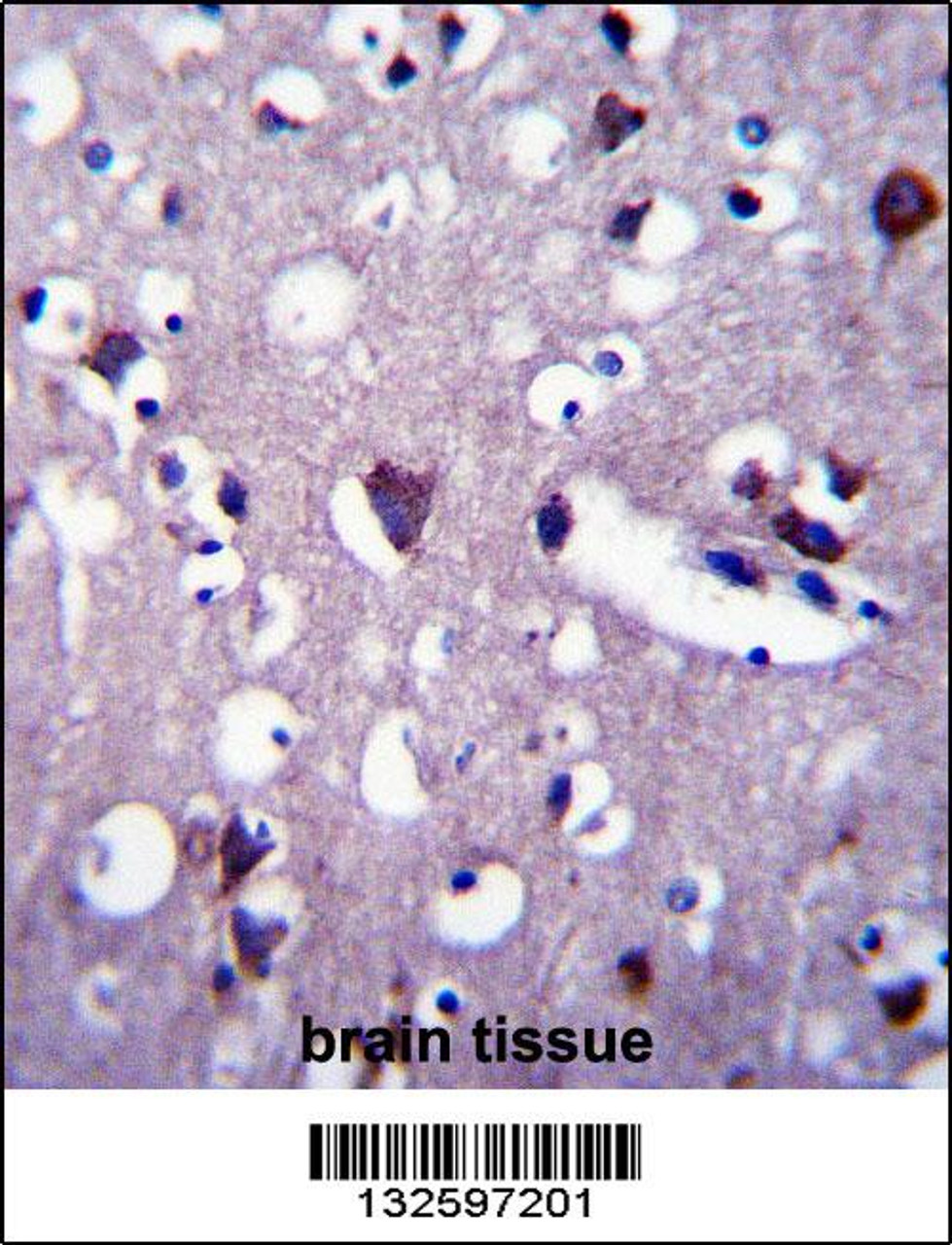 CNGA2 Antibody immunohistochemistry analysis in formalin fixed and paraffin embedded human brain tissue followed by peroxidase conjugation of the secondary antibody and DAB staining.