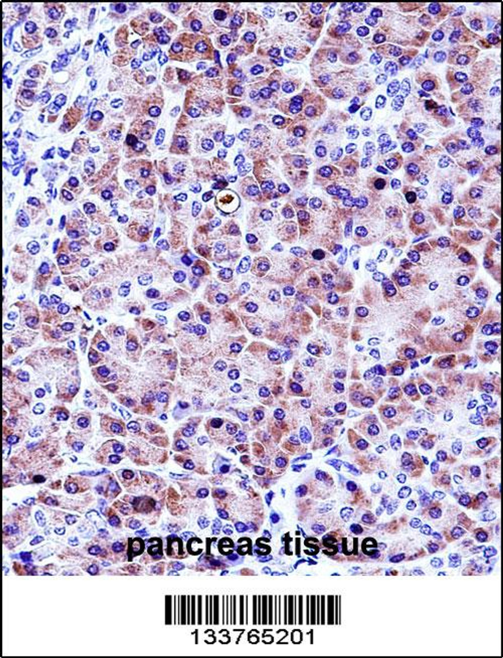 CELA3A Antibody immunohistochemistry analysis in formalin fixed and paraffin embedded human pancreas tissue followed by peroxidase conjugation of the secondary antibody and DAB staining.