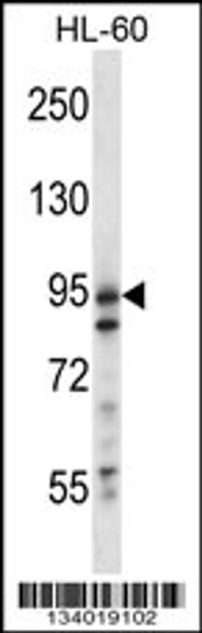 Western blot analysis in HL-60 cell line lysates (35ug/lane) .