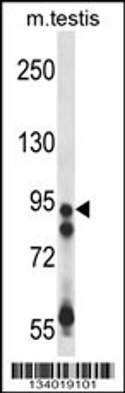 Western blot analysis in mouse testis tissue lysates (35ug/lane) .