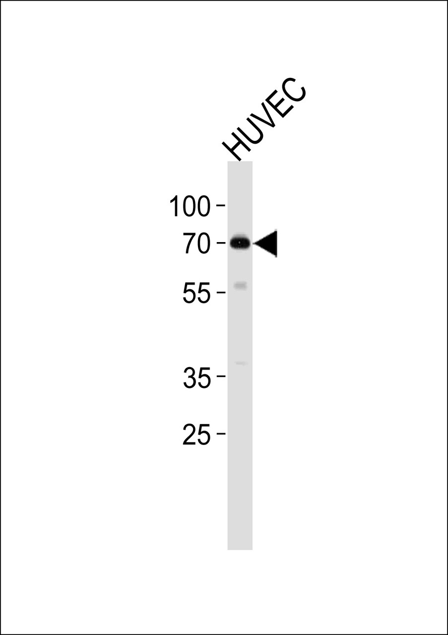Western blot analysis in HUVEC cell line lysates (35ug/lane) .