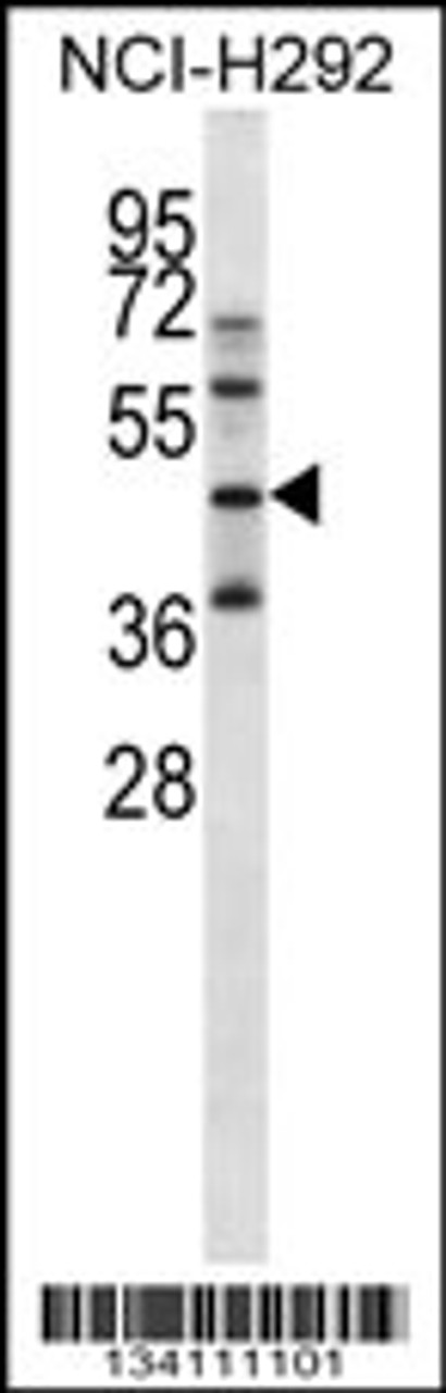 Western blot analysis in NCI-H292 cell line lysates (35ug/lane) .