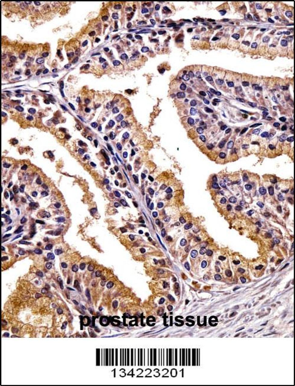 PHLDA2 Antibody immunohistochemistry analysis in formalin fixed and paraffin embedded human prostate tissue followed by peroxidase conjugation of the secondary antibody and DAB staining.