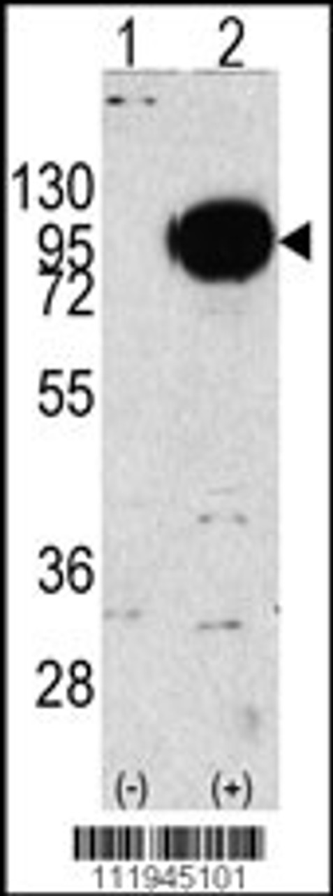 Western blot analysis of PYGM using rabbit polyclonal PYGM Antibody using 293 cell lysates (2 ug/lane) either nontransfected (Lane 1) or transiently transfected with the PYGM gene (Lane 2) .