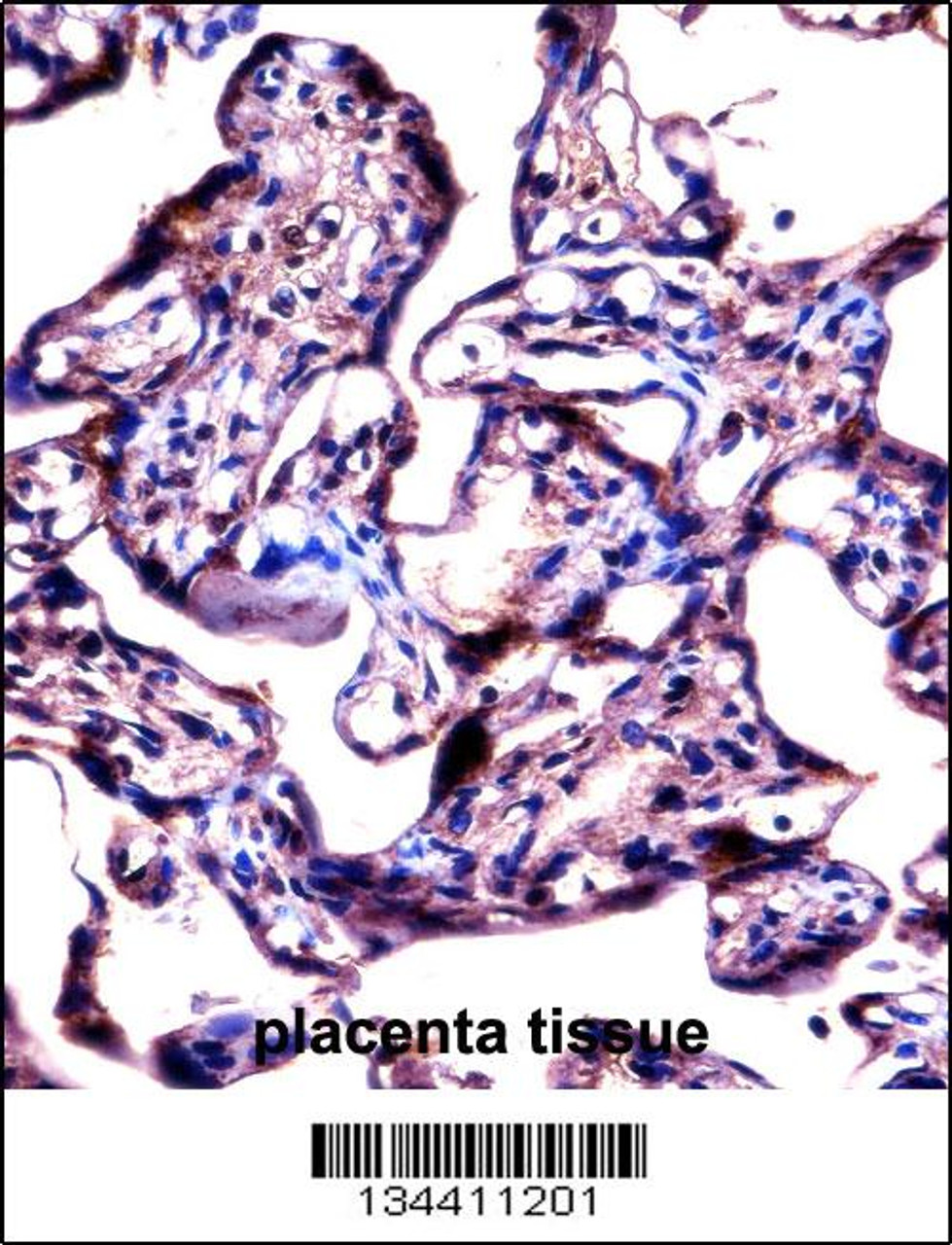 STS Antibody immunohistochemistry analysis in formalin fixed and paraffin embedded human placenta tissue followed by peroxidase conjugation of the secondary antibody and DAB staining.