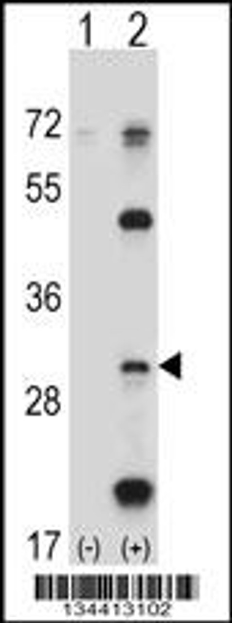 Western blot analysis of PSMB5 using rabbit polyclonal PSMB5 Antibody using 293 cell lysates (2 ug/lane) either nontransfected (Lane 1) or transiently transfected (Lane 2) with the PSMB5 gene.