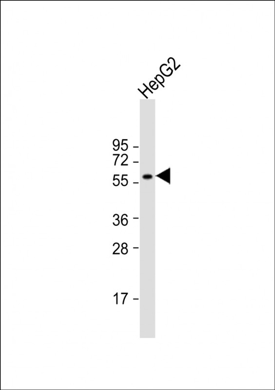 Western Blot at 1:500 dilution + HepG2 whole cell lysate Lysates/proteins at 20 ug per lane.