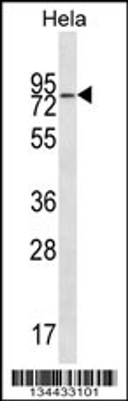 Western blot analysis in Hela cell line lysates (35ug/lane) .