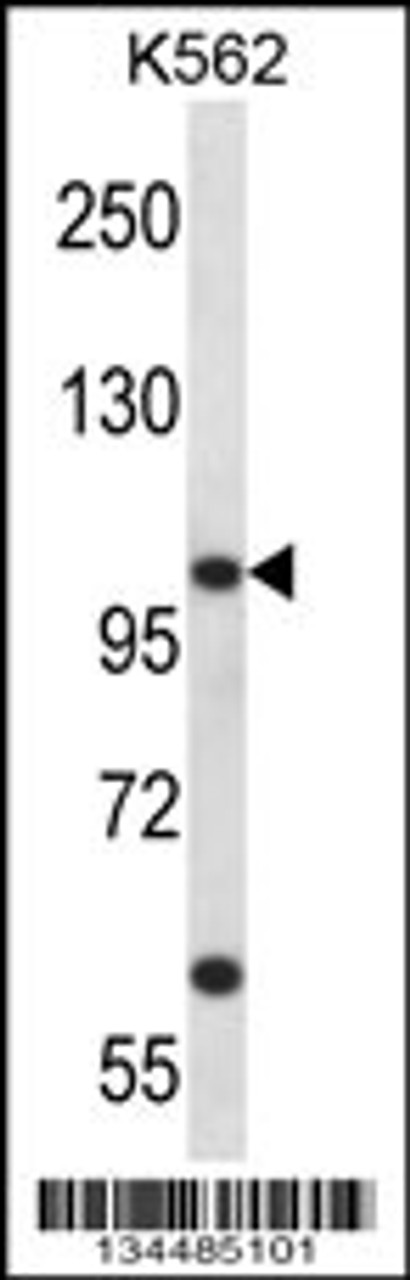 Western blot analysis in K562 cell line lysates (35ug/lane) .