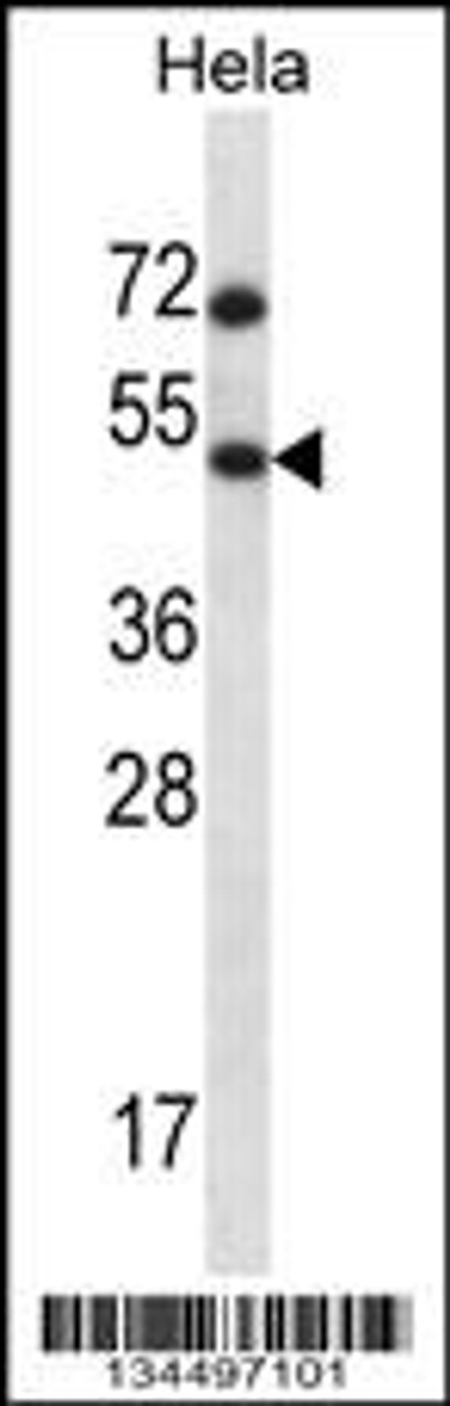 Western blot analysis in Hela cell line lysates (35ug/lane) .