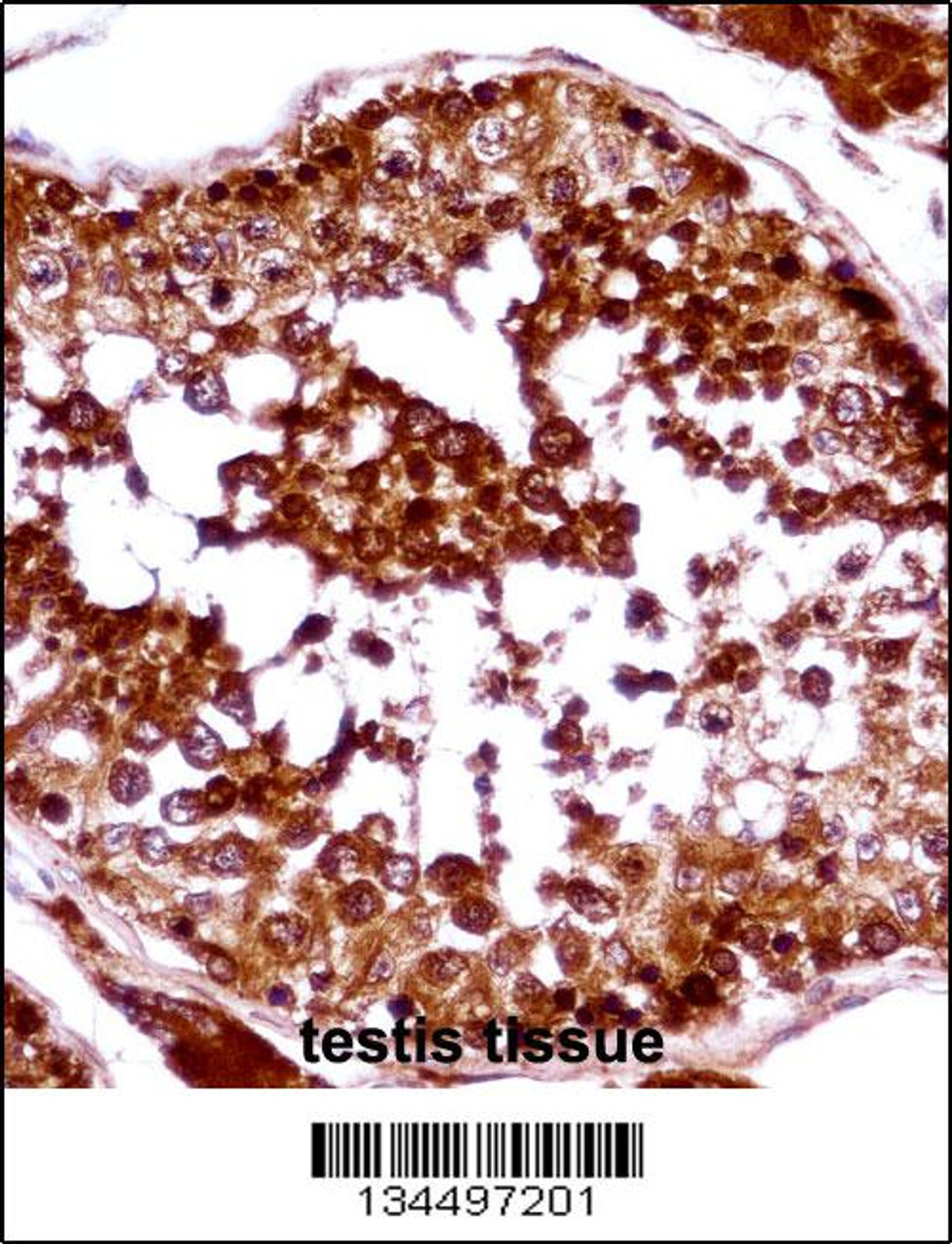 HSFX1 Antibody immunohistochemistry analysis in formalin fixed and paraffin embedded human testis tissue followed by peroxidase conjugation of the secondary antibody and DAB staining.