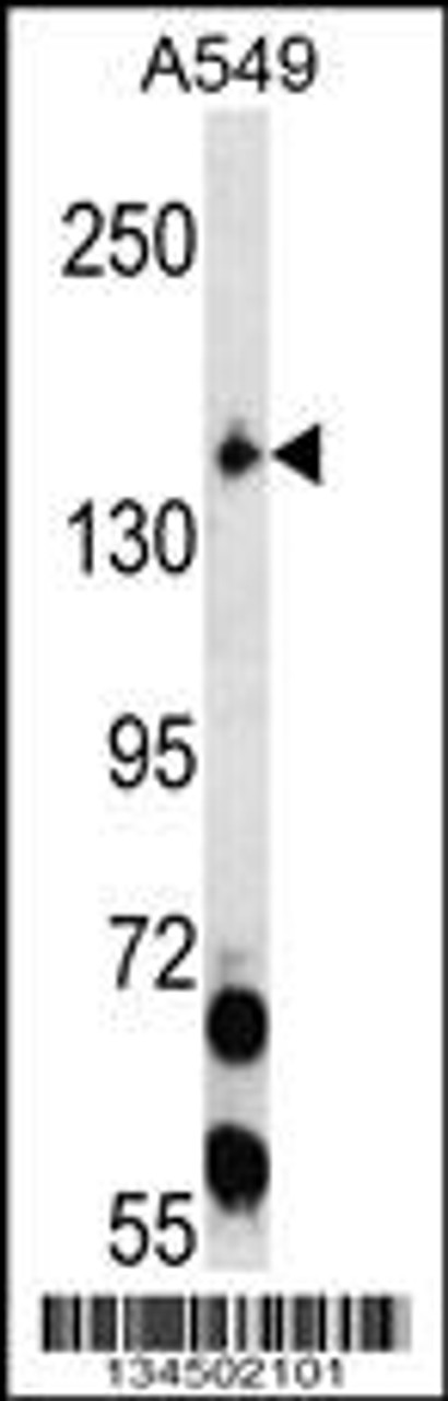 Western blot analysis in A549 cell line lysates (35ug/lane) .