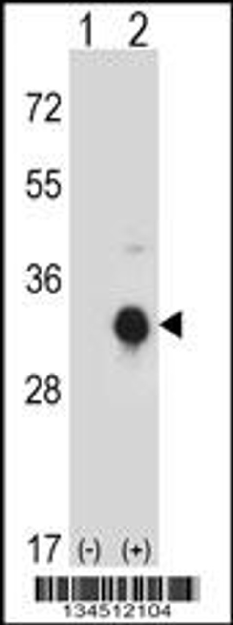Western blot analysis of KLK10 using rabbit polyclonal KLK10 Antibody using 293 cell lysates (2 ug/lane) either nontransfected (Lane 1) or transiently transfected (Lane 2) with the KLK10 gene.