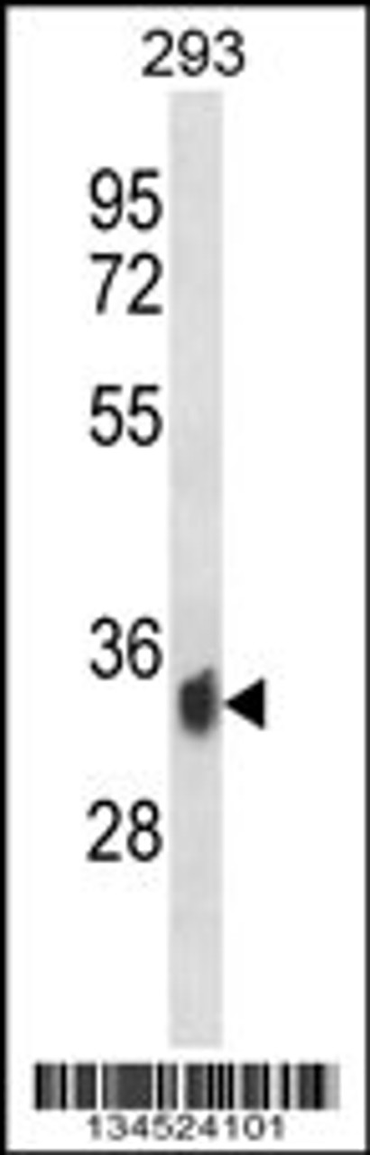 Western blot analysis in 293 cell line lysates (35ug/lane) .