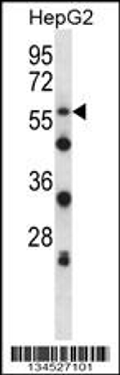 Western blot analysis in HepG2 cell line lysates (35ug/lane) .