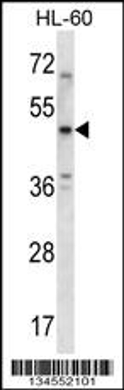 Western blot analysis in HL-60 cell line lysates (35ug/lane) .