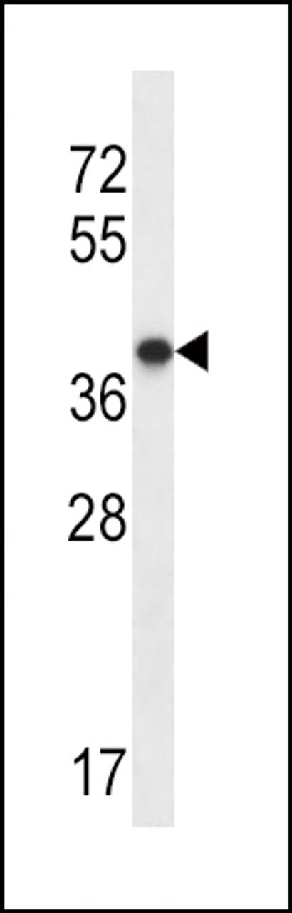 Western blot analysis in NCI-H292 cell line lysates (35ug/lane) .