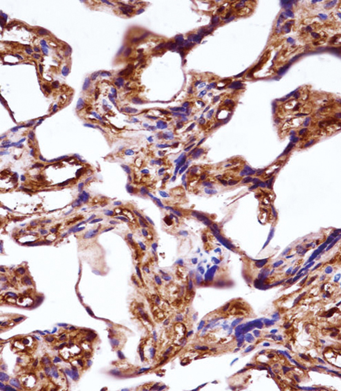 WNT3A Antibody immunohistochemistry analysis in formalin fixed and paraffin embedded human placenta tissue followed by peroxidase conjugation of the secondary antibody and DAB staining.