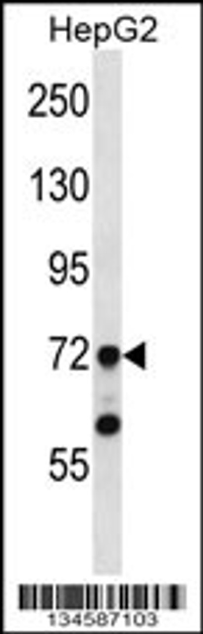 Western blot analysis in HepG2 cell line lysates (35ug/lane) .