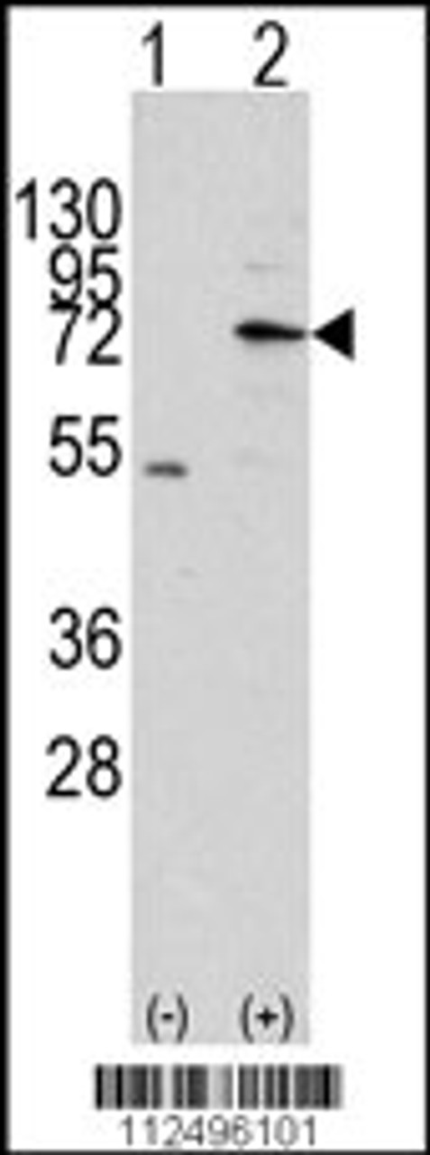 Western blot analysis of MIPEP using rabbit polyclonal MIPEP Antibody using 293 cell lysates (2 ug/lane) either nontransfected (Lane 1) or transiently transfected with the MIPEP gene (Lane 2) .