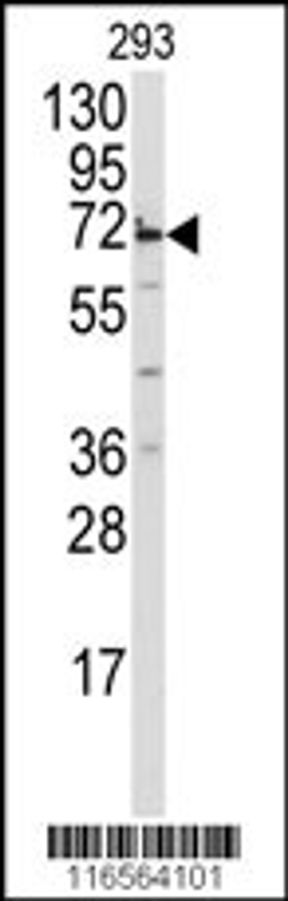 Western blot analysis of anti-MIPEP Antibody in 293 cell line lysates (35ug/lane)