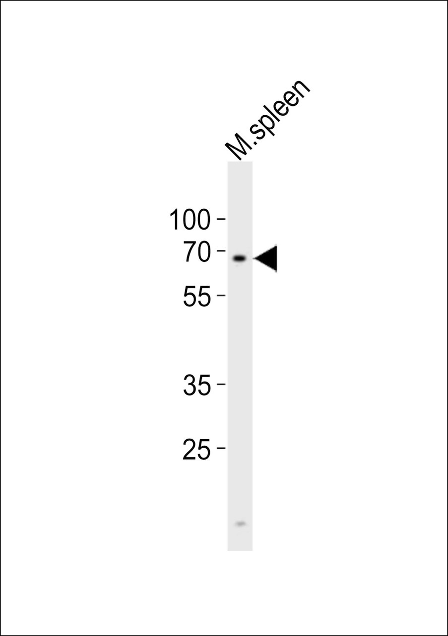 Western blot analysis of lysate from mouse spleen tissue lysate, using Clk2 Antibody at 1:1000.