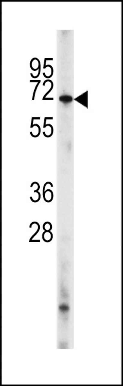 Western blot analysis of PDE8A Antibody (L572) in HL60 cell line lysates (35ug/lane)