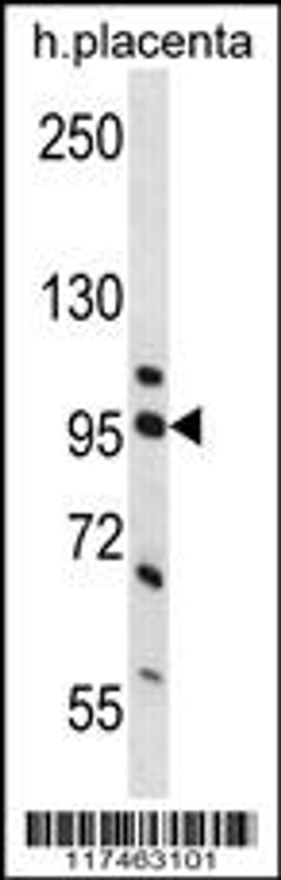 Western blot analysis in human placenta tissue lysates (35ug/lane) .