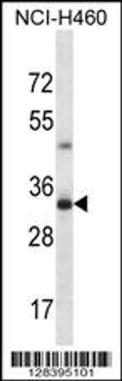 Western blot analysis in NCI-H460 cell line lysates (35ug/lane) .