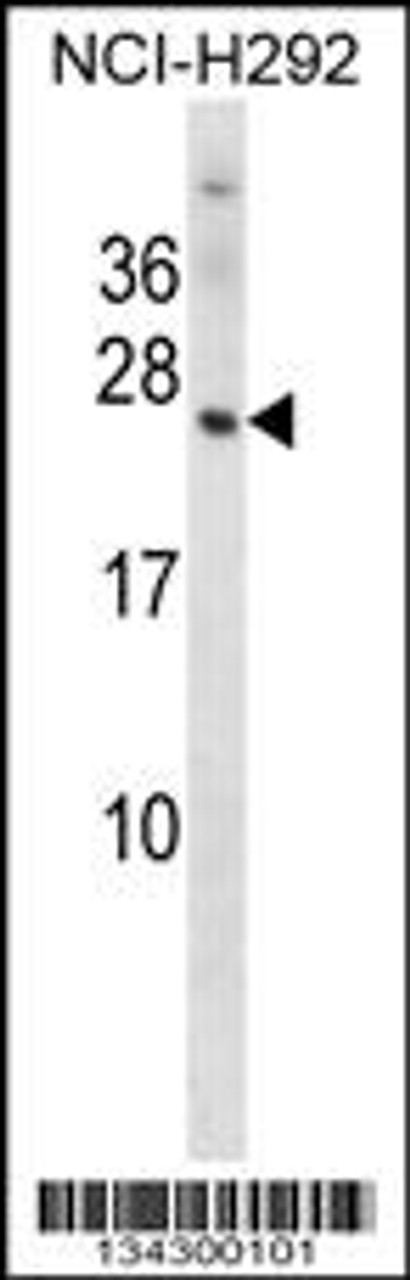 Western blot analysis in NCI-H292 cell line lysates (35ug/lane) .