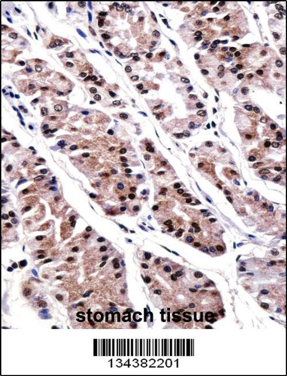 RUNX3 Antibody immunohistochemistry analysis in formalin fixed and paraffin embedded human stomach tissue followed by peroxidase conjugation of the secondary antibody and DAB staining.