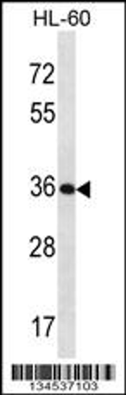 Western blot analysis in HL-60 cell line lysates (35ug/lane) .