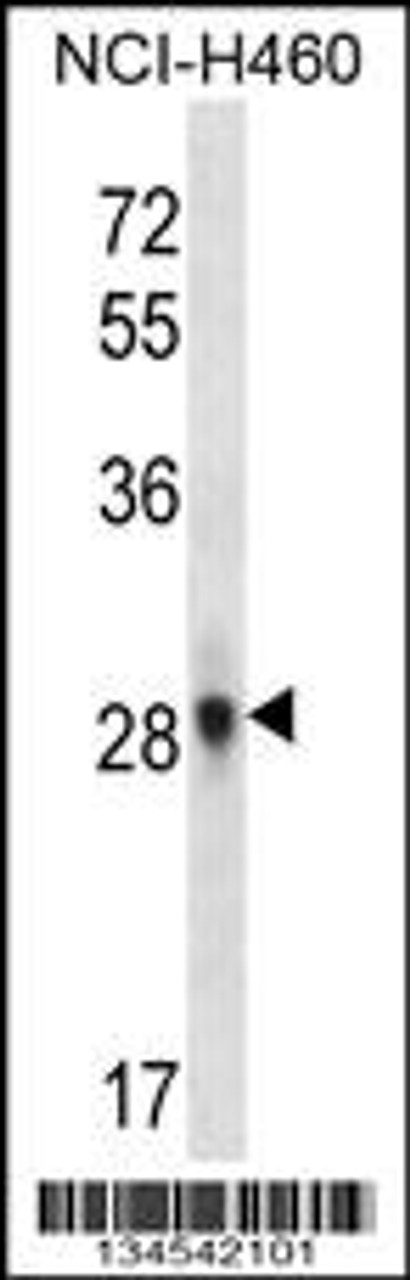 Western blot analysis in NCI-H460 cell line lysates (35ug/lane) .