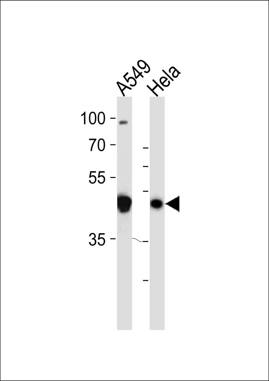Western blot analysis in A549, Hela cell line lysates (35ug/lane) .