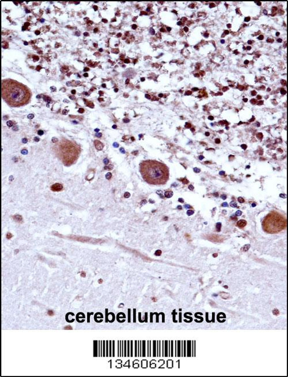 TRA2B Antibody immunohistochemistry analysis in formalin fixed and paraffin embedded human cerebellum tissue followed by peroxidase conjugation of the secondary antibody and DAB staining.