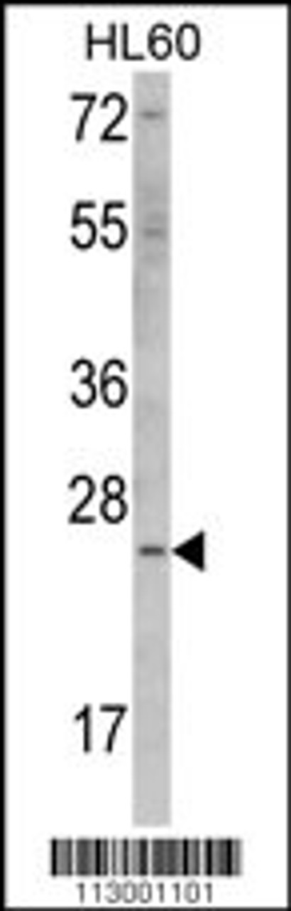Western blot analysis of ERAS Antibody (F66) in HL60 cell line lysates (35ug/lane)