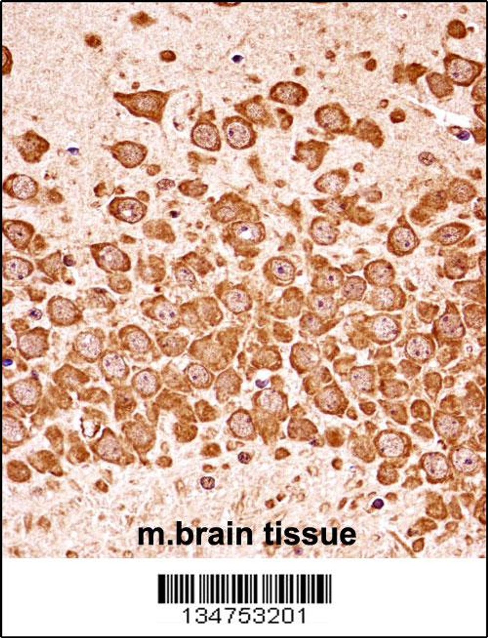 Mouse Dapk3 Antibody immunohistochemistry analysis in formalin fixed and paraffin embedded mouse brain tissue followed by peroxidase conjugation of the secondary antibody and DAB staining.