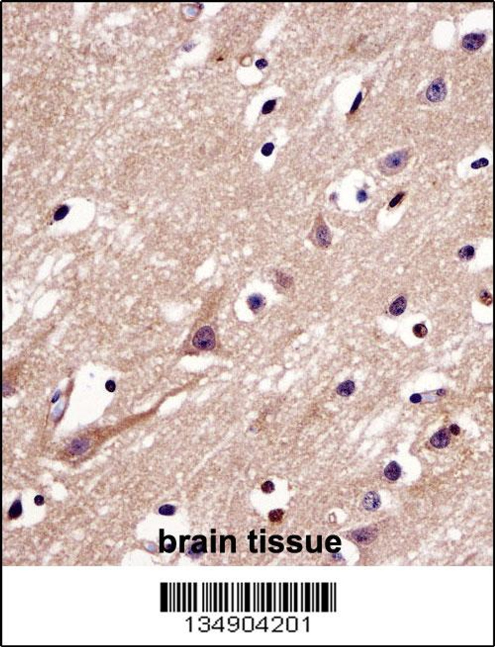 C4orf49 Antibody immunohistochemistry analysis in formalin fixed and paraffin embedded human brain tissue followed by peroxidase conjugation of the secondary antibody and DAB staining.
