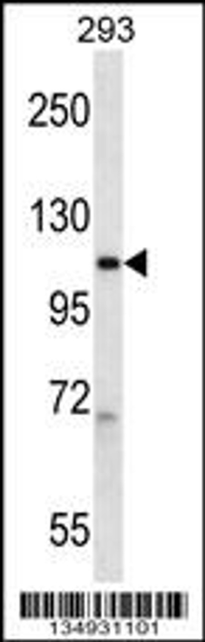 Western blot analysis in 293 cell line lysates (35ug/lane) .