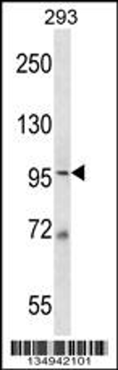 Western blot analysis in 293 cell line lysates (35ug/lane) .