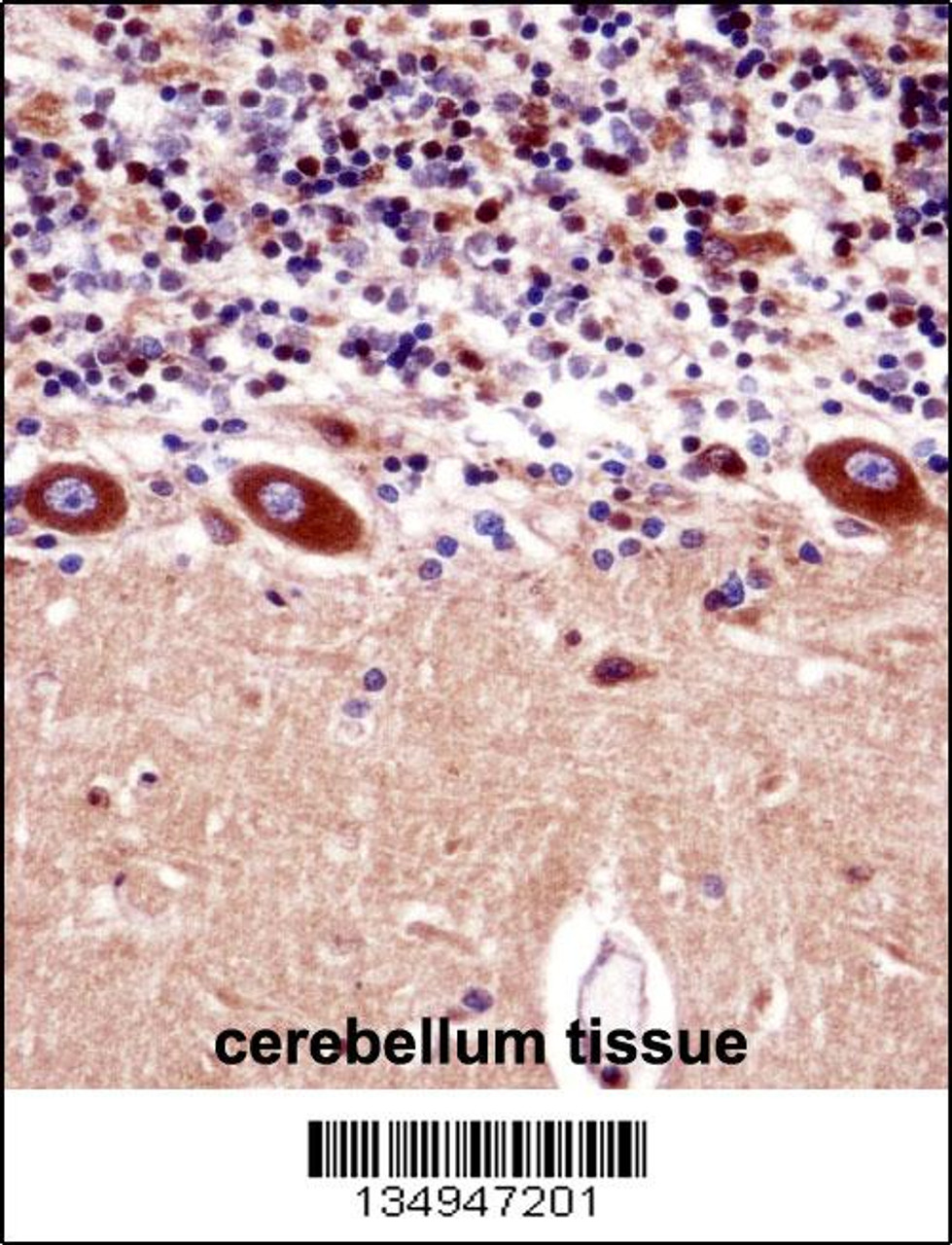 KCNA1 Antibody immunohistochemistry analysis in formalin fixed and paraffin embedded human cerebellum tissue followed by peroxidase conjugation of the secondary antibody and DAB staining.