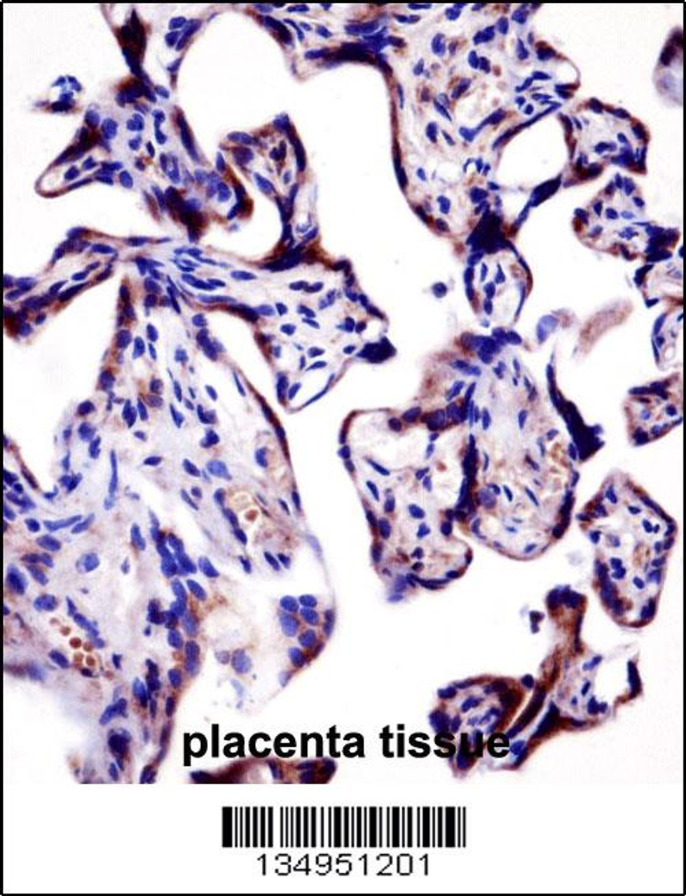KCNA2 Antibody immunohistochemistry analysis in formalin fixed and paraffin embedded human placenta tissue followed by peroxidase conjugation of the secondary antibody and DAB staining.