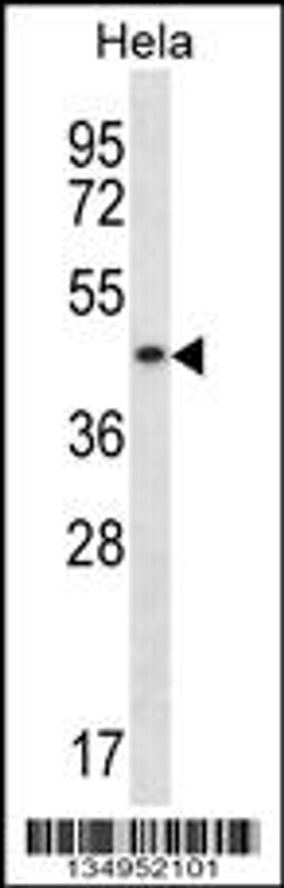 Western blot analysis in Hela cell line lysates (35ug/lane) .