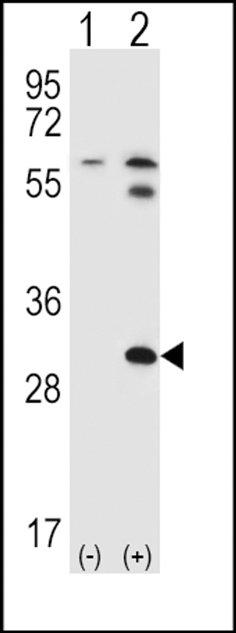 Western blot analysis of STAP1 using rabbit polyclonal STAP1 Antibody (F56) using 293 cell lysates (2 ug/lane) either nontransfected (Lane 1) or transiently transfected (Lane 2) with the STAP1 gene.
