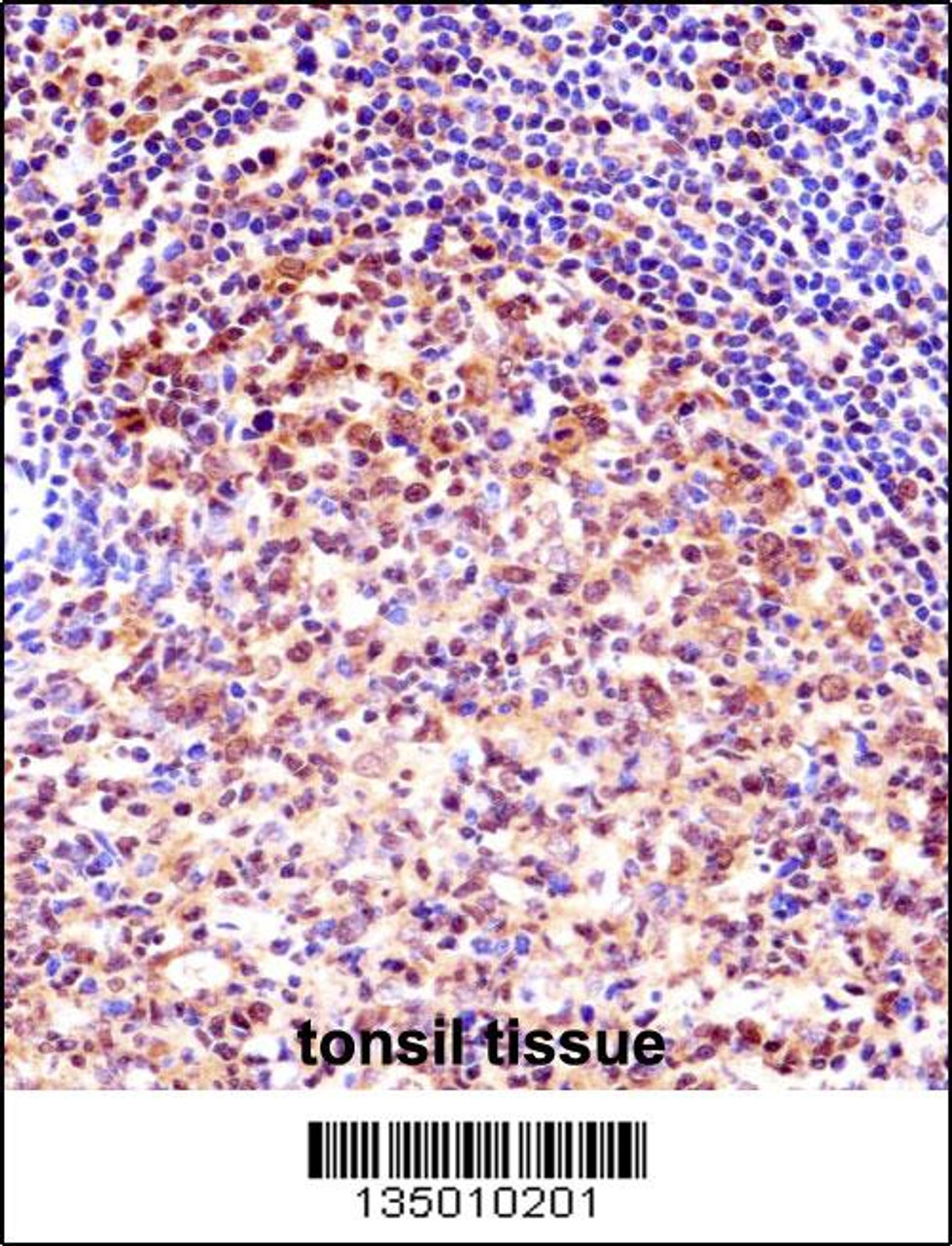 TCEA1 Antibody immunohistochemistry analysis in formalin fixed and paraffin embedded human tonsil tissue followed by peroxidase conjugation of the secondary antibody and DAB staining.