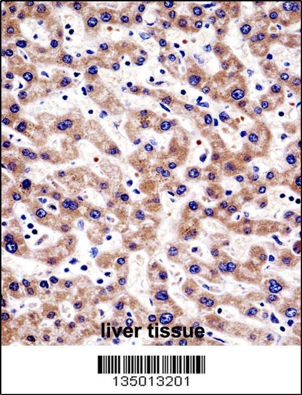 HTATIP2 Antibody immunohistochemistry analysis in formalin fixed and paraffin embedded human liver tissue followed by peroxidase conjugation of the secondary antibody and DAB staining.
