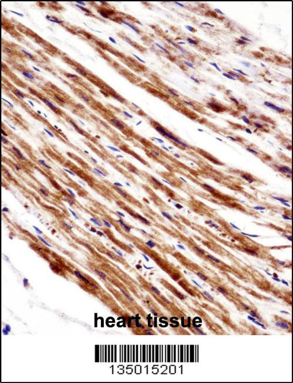 PLA2G5 Antibody immunohistochemistry analysis in formalin fixed and paraffin embedded human heart tissue followed by peroxidase conjugation of the secondary antibody and DAB staining.