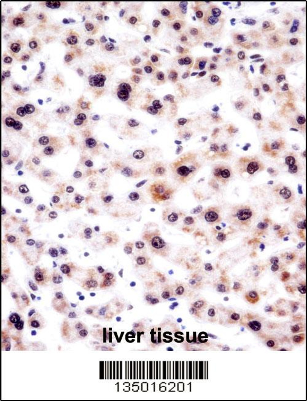 SNRPA Antibody immunohistochemistry analysis in formalin fixed and paraffin embedded human liver tissue followed by peroxidase conjugation of the secondary antibody and DAB staining.