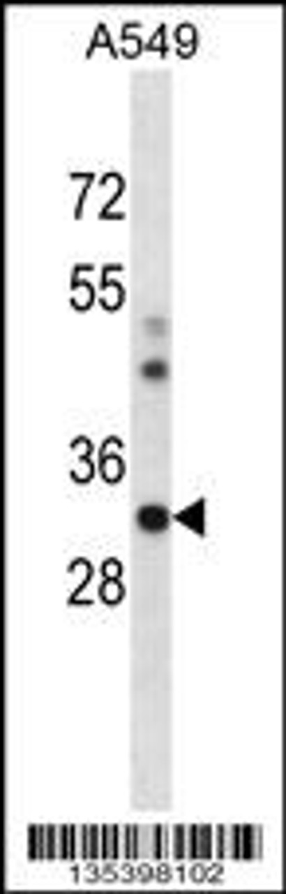 Western blot analysis in A549 cell line lysates (35ug/lane) .