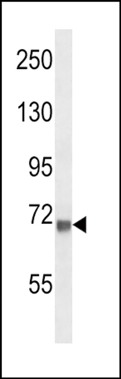 Western blot analysis in mouse NIH-3T3 cell line lysates (35ug/lane) .